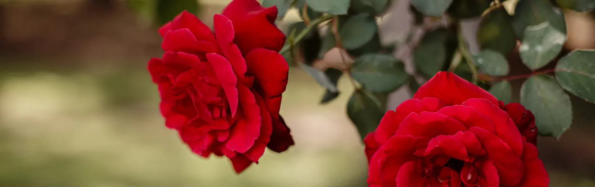 Edisto Memorial Gardens Roses